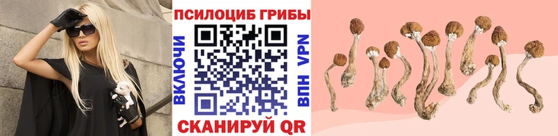 Галлюциногенные грибы Psilocybe  Купить где  Дно 